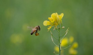 给蜜蜂刺到擦什么 蜜蜂刺了擦什么药