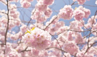 樱花语录 樱花语录日语