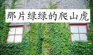 爬山虎怎么种植 五叶爬山虎怎么种植