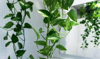 住宅种什么植物好 住宅种什么植物好风水