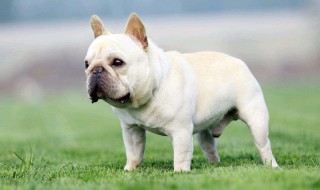 法斗幼犬怎样喂养（法斗幼犬怎样喂养视频）