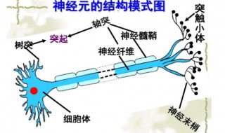 高中生物必修二知识点总结（高中生物必修二知识点总结思维导图）