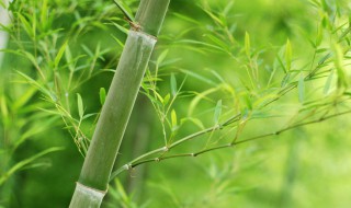竹子属于树还是草 竹子属于树还是草,无影山附近哪里有卖自行车配件的