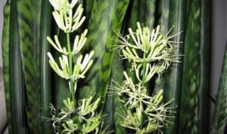 虎皮兰怎么养才能开花 虎皮兰开花图片