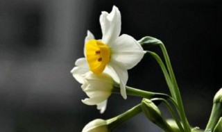 水仙花的诗歌 水仙花的诗歌10字