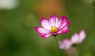 一花一世界寓意 一花一世界寓意祝福