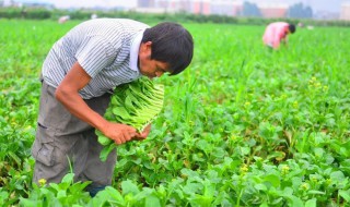 广东菜心养殖方法 广东菜心养殖方法和技术