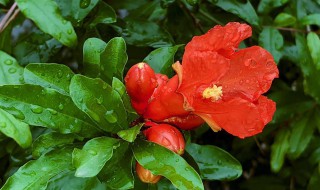 石榴花是什么颜色（石榴花是什么颜色?）