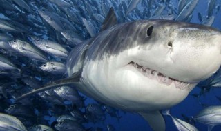 鲨鱼为什么怕海豚 鲨鱼为什么怕海豚的声音