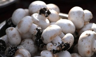 双孢菇怎么做好吃（双孢菇怎么做好吃法大全）