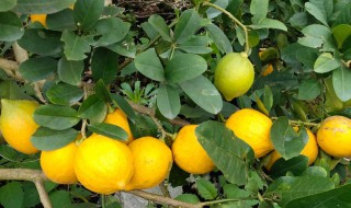 香水柠檬种植（香水柠檬种植技术与管理）