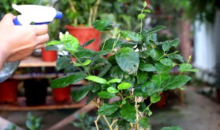 茉莉花最好的播种方法（茉莉花怎么栽种）