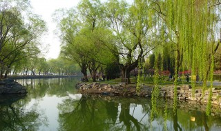 咏柳古诗的意思及赏析 咏柳古诗的意思解析