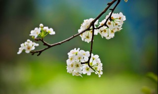 关于梨花的诗句古诗（关于梨花的诗句古诗词有哪些全诗）