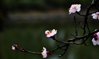 春寒古诗（春寒古诗翻译）