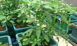 花盆辣椒种子种植方法 花盆辣椒种子种植方法图片