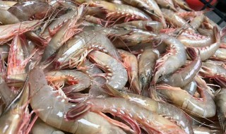 基围虾是淡水还是海水 基围虾是海虾还是河虾