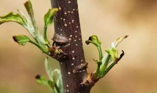 苹果树刻芽最佳方法（苹果树刻芽最佳方法是什么）