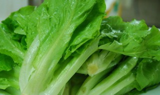 生菜不能和什么东西一起吃（生菜不能和什么东西一起吃会中毒）