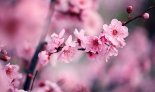 有关梅花的诗句 有关梅花的诗