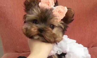 约克夏犬优缺点（约克夏犬多少钱一只）