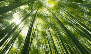 竹子象征 竹子象征什么精神品质的人