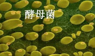 酵母菌代谢方式（酵母菌代谢方式类型）