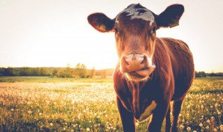 与牛相关的成语 与牛相关的成语有多少