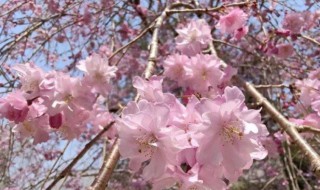 樱花是日本的国花吗（樱花是日本的国花吗为什么）