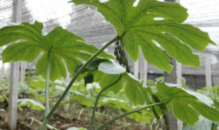 八角莲种植技巧 八角莲的种植方法