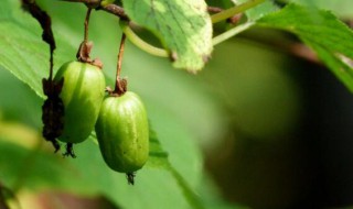 狗枣猕猴桃的吃法技巧 狗枣猕猴桃营养价值