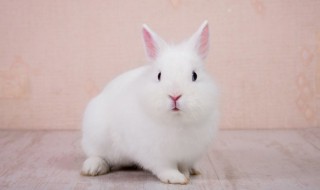 小白兔爱吃什么 小白兔最喜欢吃什么食物