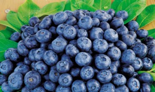 蓝莓的十大功效与作用（蓝莓的功效与作用点）