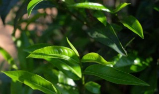 柳叶茶的功效与作用（青钱柳茶的功效与作用）