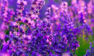 什么花是紫色的（什么花是蓝色的）