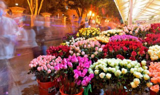 开花店去哪里进货（开花店到哪里进货）