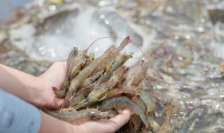 与河虾相克的食物（河虾相克的食物表）