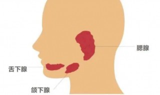 腮腺是哪个部位 腮腺是哪个部位图片