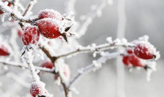 冬至祭祀的意义 冬至祭祀的意义和作用