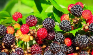 树莓能直接吃吗 树莓能不能直接吃