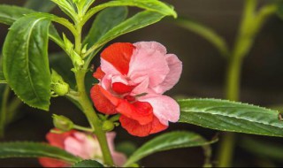 天然染指甲花是什么花 天然指甲花染发步骤