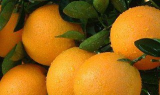 夏橙是不是反季节水果 夏橙反季节水果可以吃吗