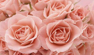 粉色玫瑰花代表什么意思 粉色玫瑰花代表什么意思21朵