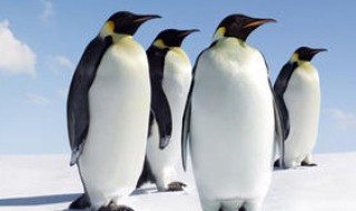 北极为什么没有帝企鹅 为什么北极没有企鹅 科学解释