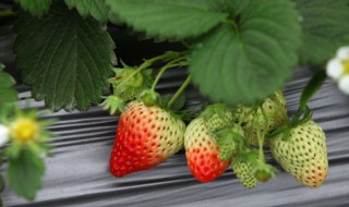 草莓为什么用塑料膜 草莓为什么用塑料膜包装