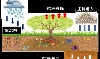 土壤肥料的作用是什么（土壤肥料有哪些）