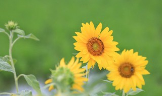 太阳花的生长习性（太阳花的生长变化图）