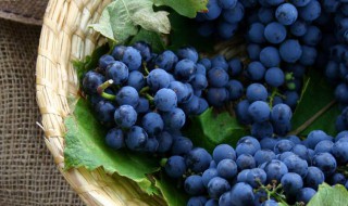 酿酒葡萄和鲜食葡萄有什么区别（酿酒葡萄和鲜食葡萄有什么区别图片）
