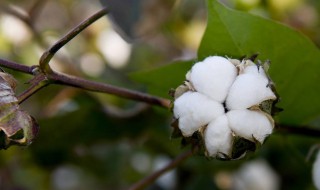 棉花生产什么 棉花生产于哪里