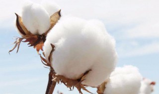 区别羊毛和棉花最简单的方法 区分羊毛和棉花